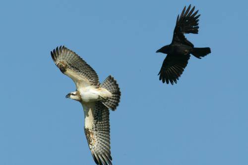 Osprey