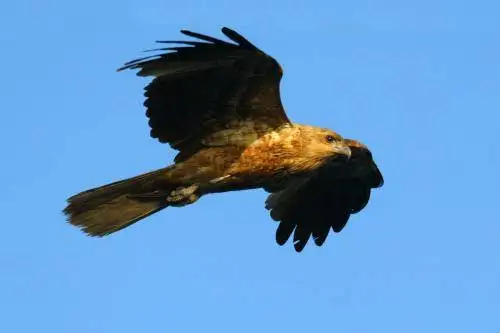 Whistling kite