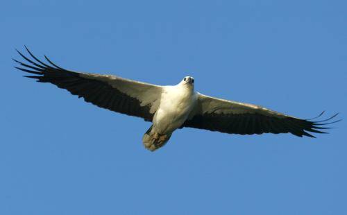 White bellied Sea Eagle