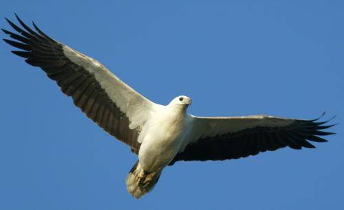 White bellied Sea Eagle