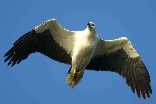White bellied Sea Eagle