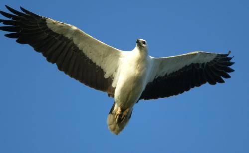 White bellied Sea Eagle