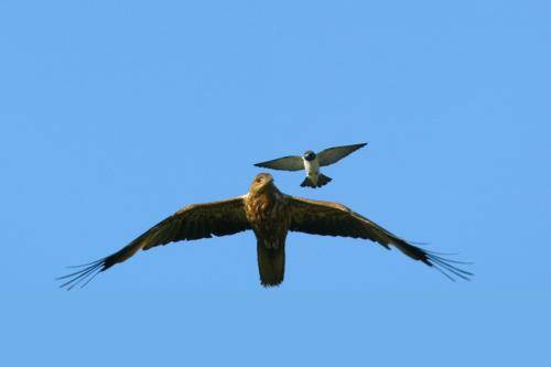 White breasted Woodswallow