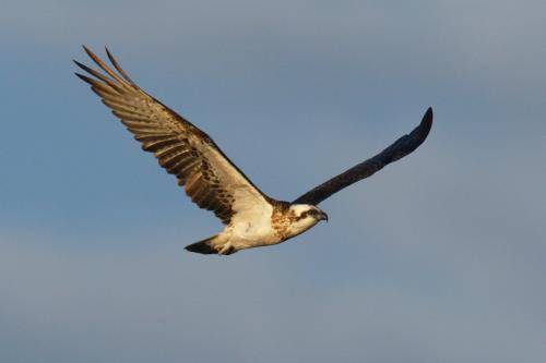 Osprey