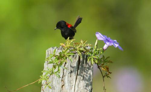 Red backed Fairy-Wren