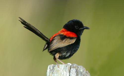 Red backed Fairy-Wren