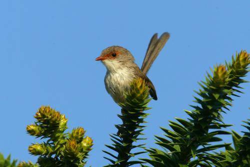 Superb Fairy-Wren