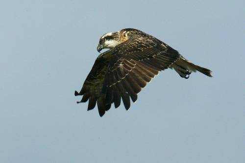 Osprey