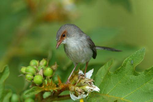 Superb Fairy-Wren