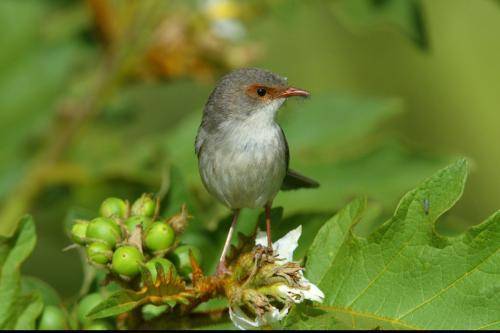 Superb Fairy-Wren