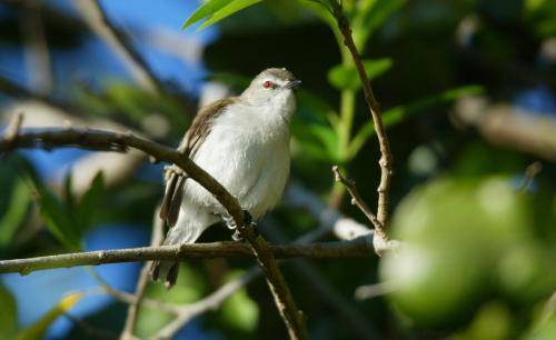 Mangrove Gerygone