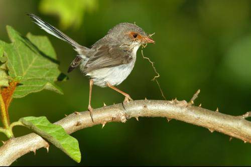 Superb Fairy-Wren