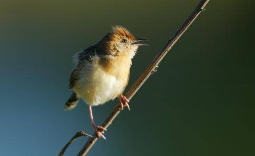 Golden Headed Cisticola