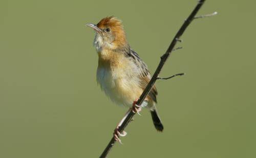 Golden Headed Cisticola
