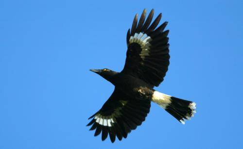 Pied Currawong