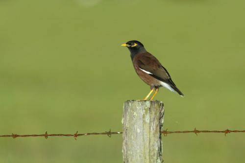 Common Myna