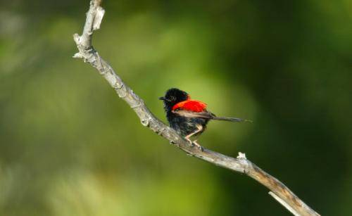 Red backed Fairy-Wren