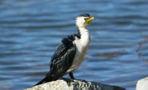 Little pied Cormorant