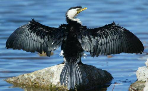 Little pied Cormorant
