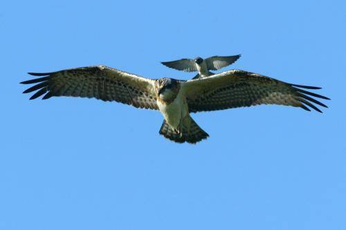 Osprey