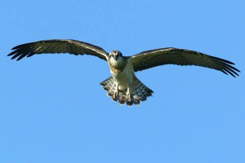 Osprey