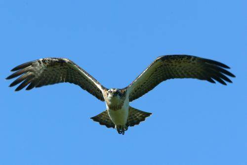 Osprey