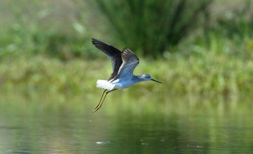 Marsh Sandpiper