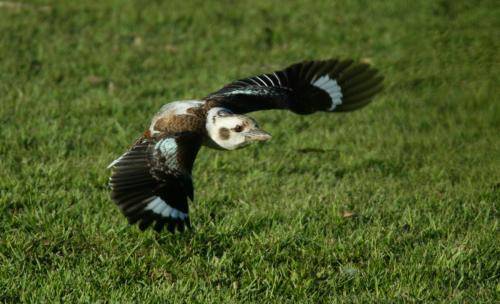 Laughing Kookaburra