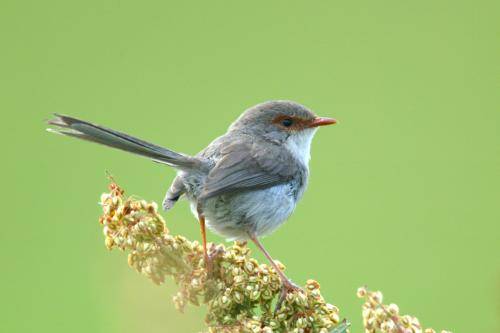 Superb Fairy-Wren