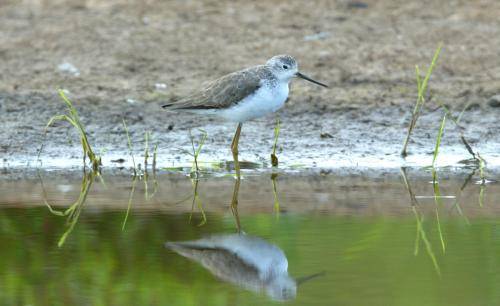Marsh Sandpiper