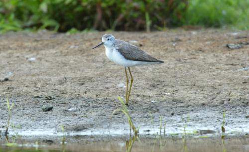 Marsh Sandpiper