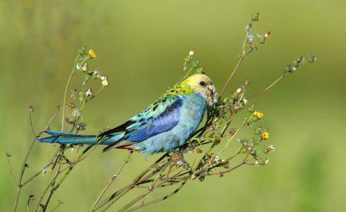 Pale-headed Rosella