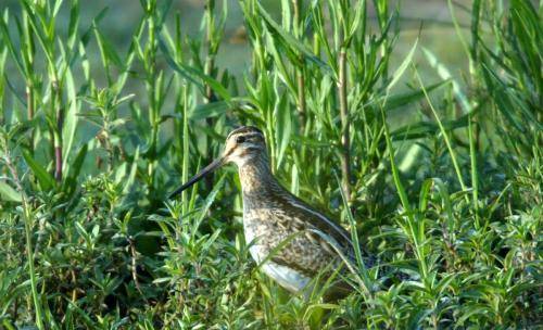 Latham's Snipe