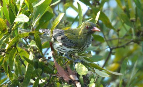 Olive backed Oriole