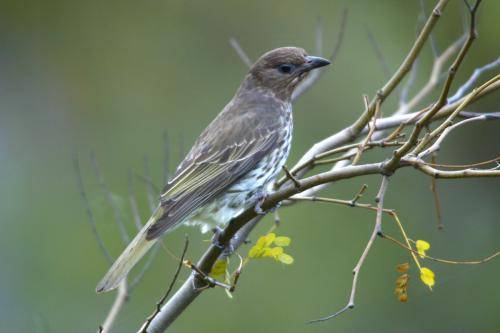 Figbird