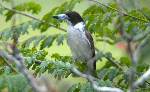 Grey Butcherbird