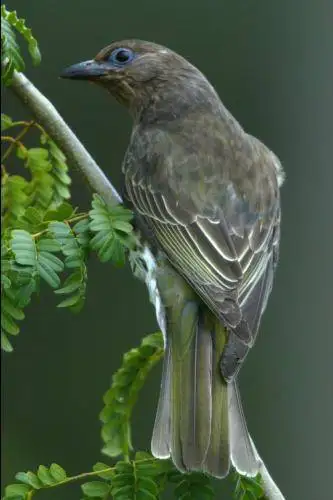 Figbird