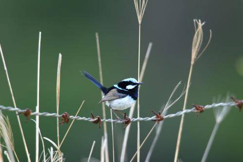 Superb Fairy-Wren