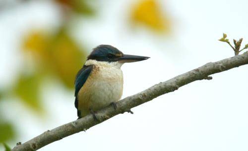 Sacred Kingfisher