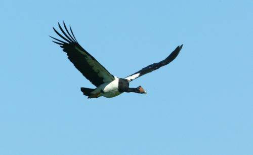 Magpie Goose