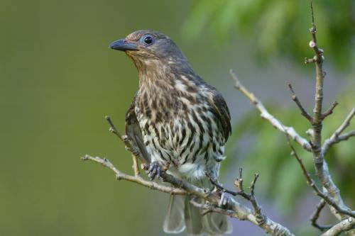 Figbird