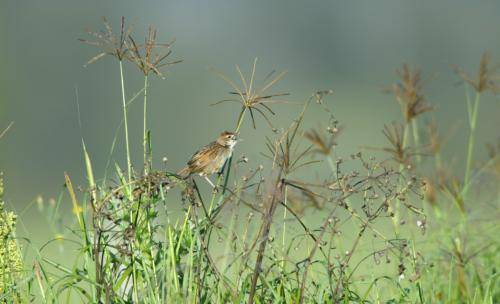 Tawny Grassbird