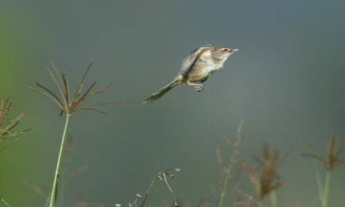Tawny Grassbird