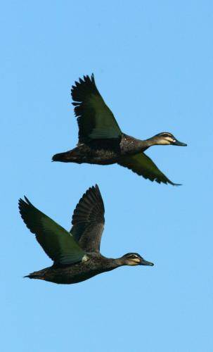 Pacific Black Duck