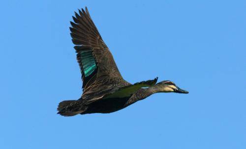 Pacific Black Duck