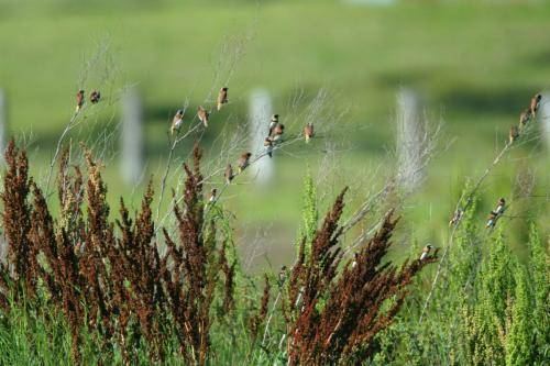 Chestnut breasted Mannikin