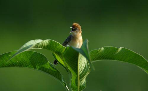 Golden Headed Cisticola