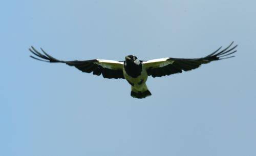 Magpie Lark