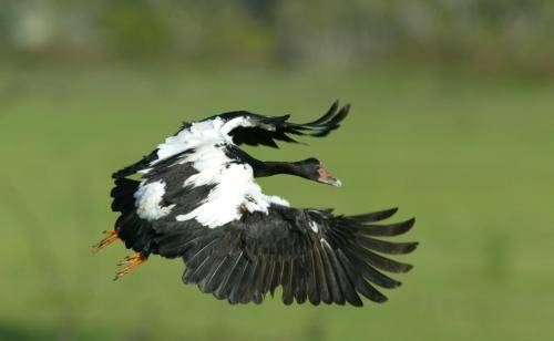 Magpie Goose