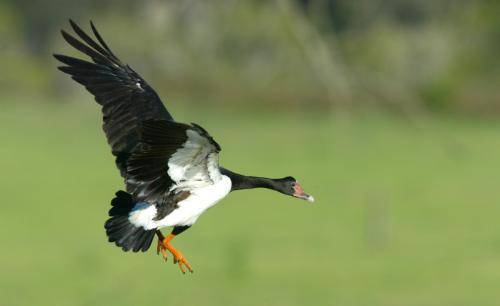 Magpie Goose